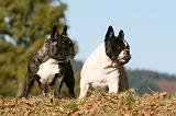 BOULEDOGUE FRANCAIS 1166